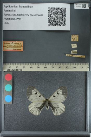 Media type: image;   Entomology 180145